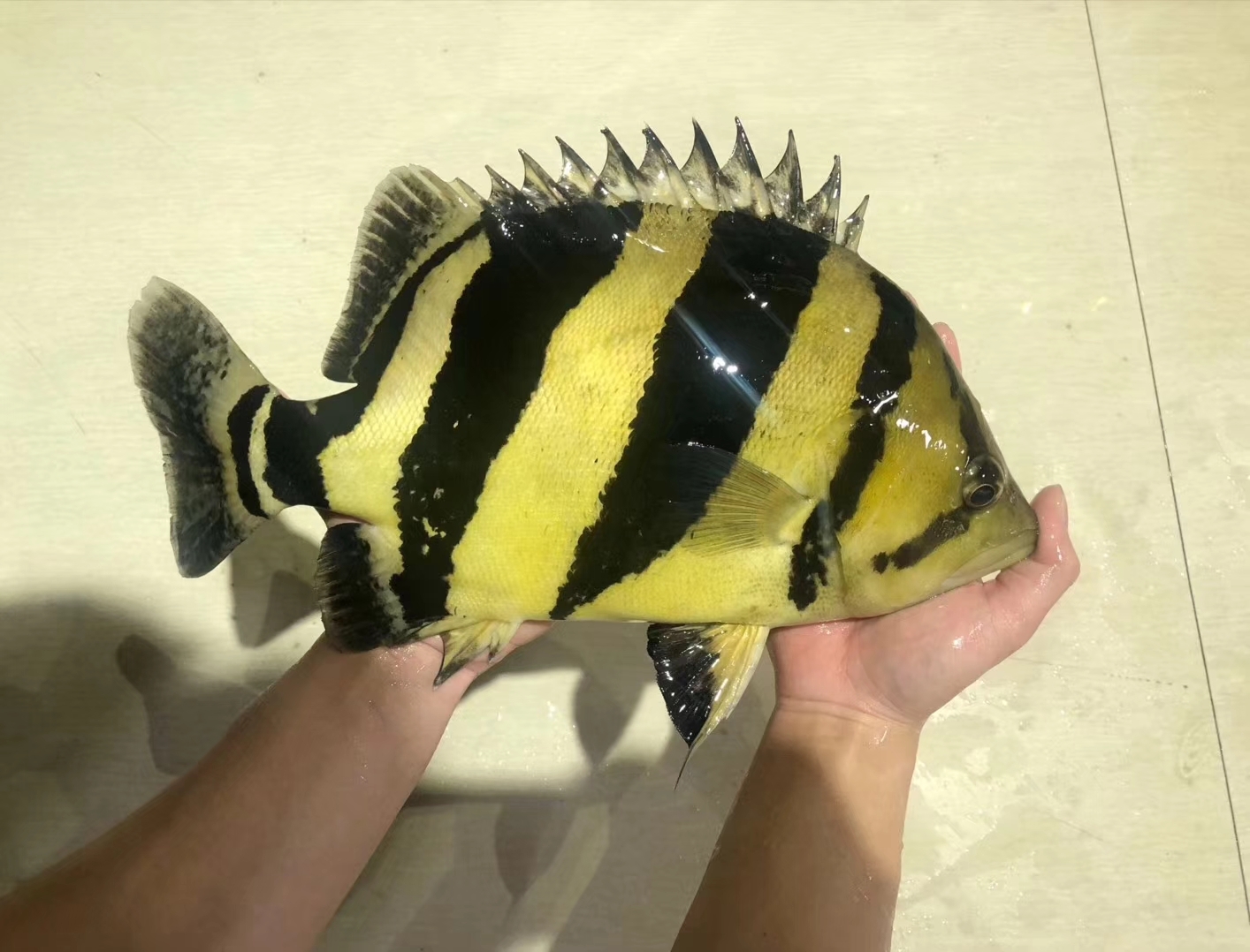 泰國虎魚_泰國虎魚水溫多少合適_泰國虎魚怎么帶回國