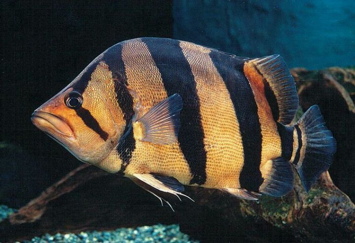 泰國虎魚_泰國虎魚水溫多少合適_泰國虎魚怎么帶回國