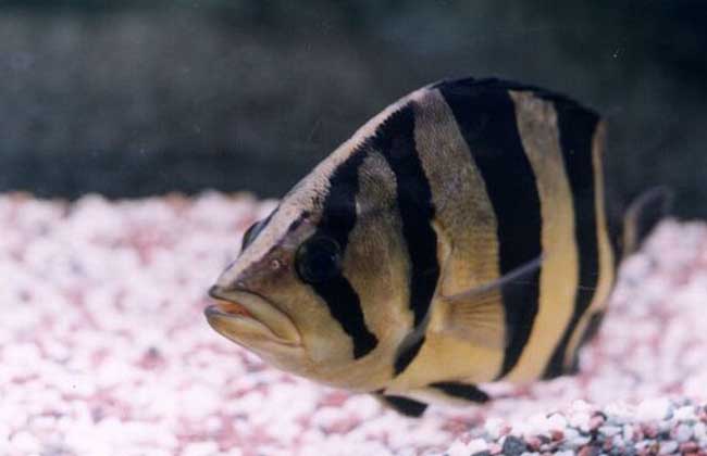 泰國虎魚怎么帶回國_泰國虎魚_泰國虎魚圖片正品