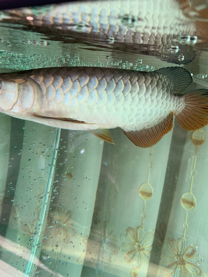 金龍魚高背和過背哪個好_金龍魚高背和過背的區別_高背金龍魚