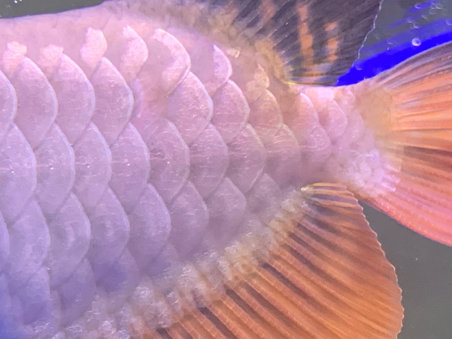 高背金龍魚_金龍魚高背和過背的區別_金龍魚高背和過背哪個好