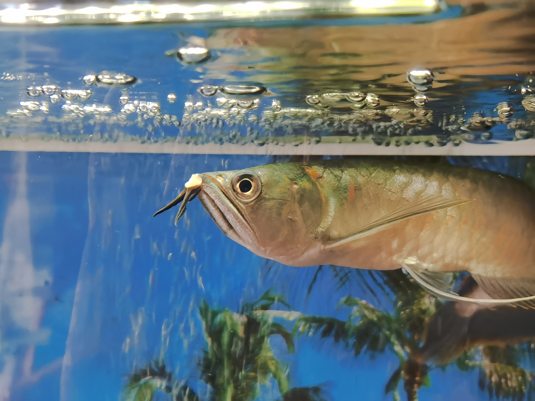 金龍魚高背和過背的區別_金龍魚高背和過背哪個好_高背金龍魚