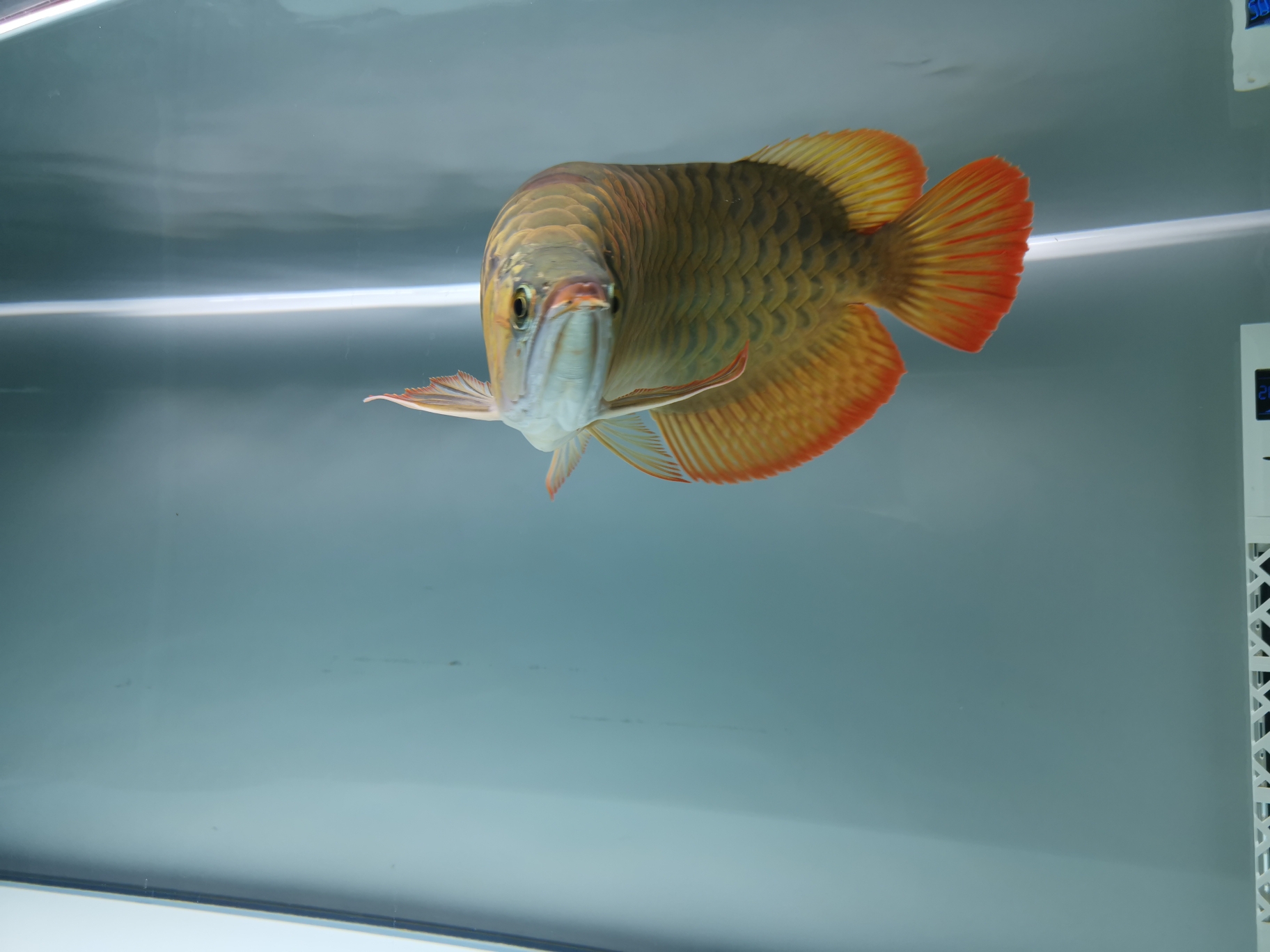 高背金龍魚_金龍魚高背和過背的區別_金龍魚高背和過背哪個好