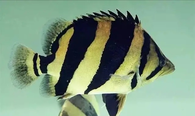 泰國虎魚怎么帶回國_泰國虎魚_泰國虎魚水溫多少合適
