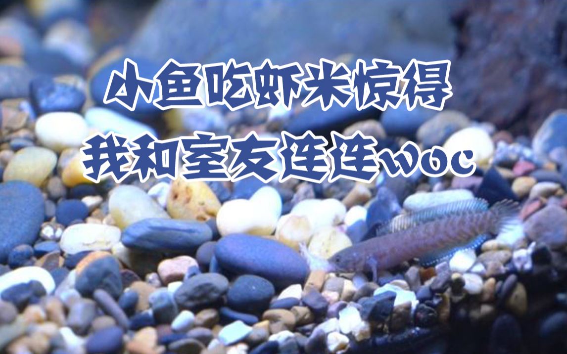 雷龍吃什么_吃雷龍魚有什么好_吃雷龍魚的好處