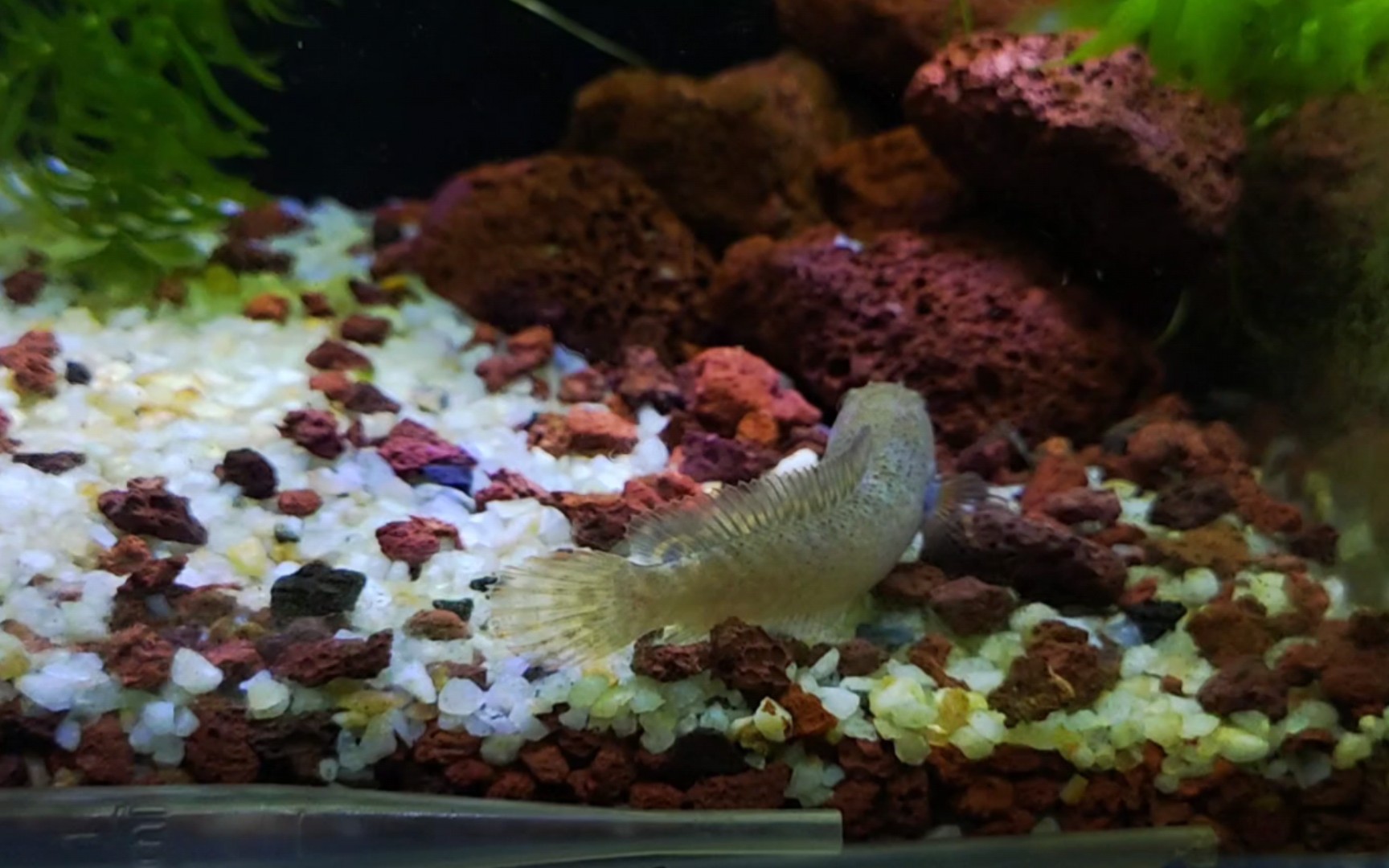 雷龍吃什么_吃雷龍魚有什么好_吃雷龍魚的好處