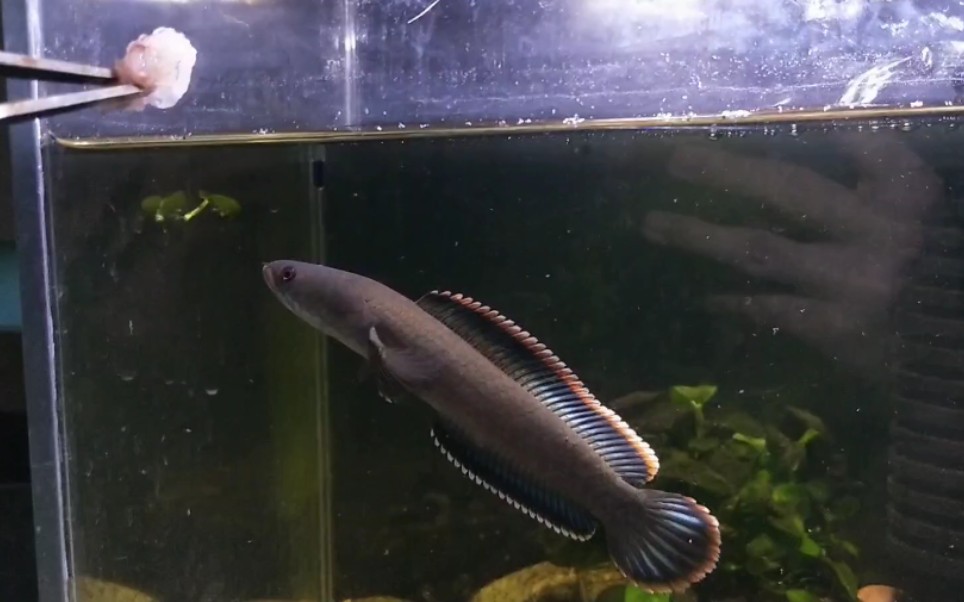 吃雷龍魚有什么好_雷龍吃什么_吃雷龍魚的好處