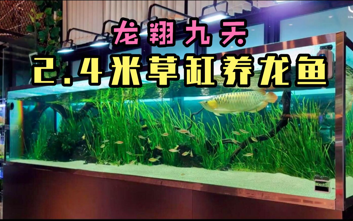 高背金龍魚與紅尾金雜交出的龍魚有什么區別？