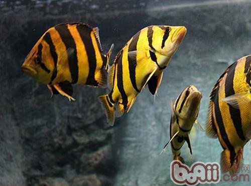 泰國虎魚的問題!虎魚目前有兩種說法