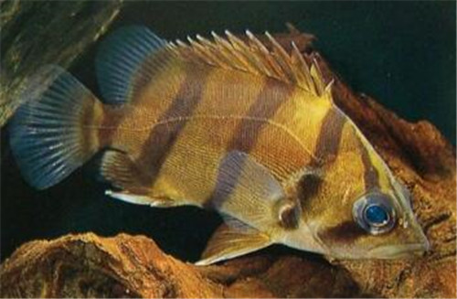 泰國虎魚_泰國虎魚價格_泰國虎魚水溫多少合適