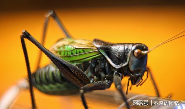 南寧花鳥市場斗蟋蟀人多時達五六百人