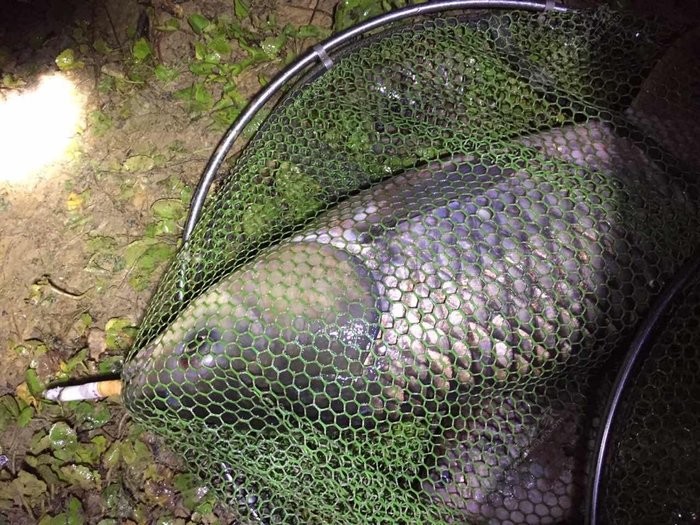 夏季如何釣草魚_夏季釣草魚技巧大全_夏季釣草魚技巧