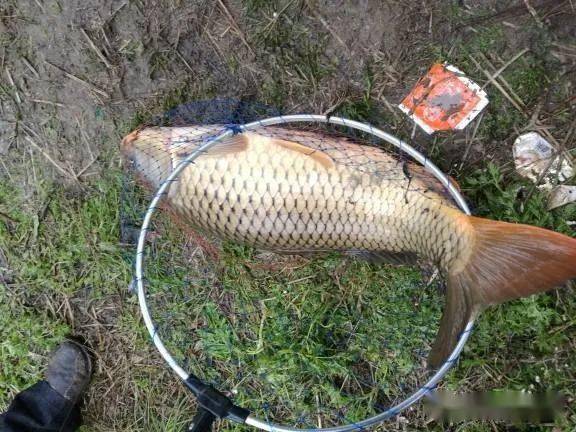 釣水庫鯉魚用什么餌料最好_釣水庫鯉魚怎么調漂_水庫釣鯉魚