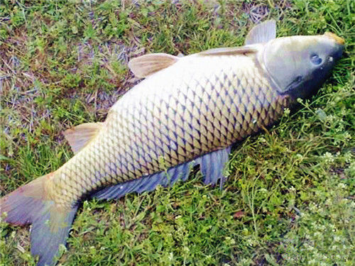 釣水庫鯉魚窩料用什么好_釣水庫鯉魚調幾釣幾最合適_水庫釣鯉魚