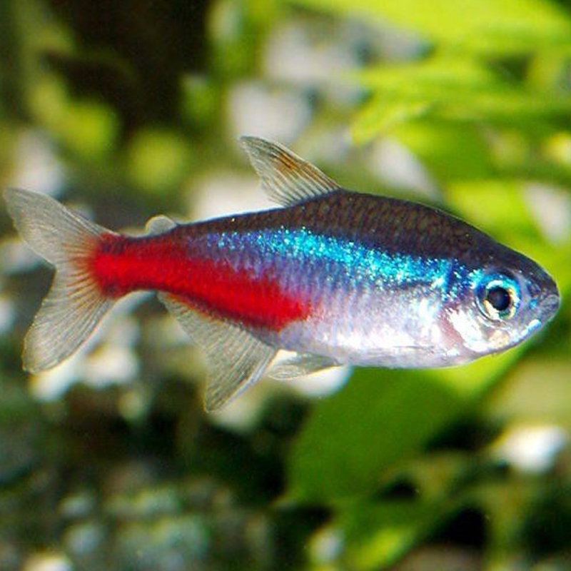 紅綠燈魚_紅綠燈魚為什么變色了_魚紅綠燈