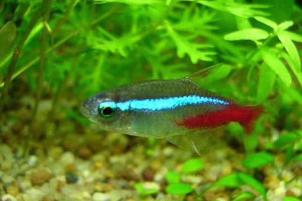 紅綠燈魚為什么變色了_紅綠燈魚魚_紅綠燈魚