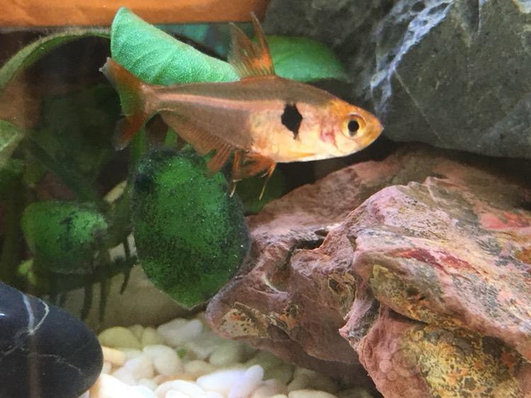 熱帶魚飼養_飼養熱帶魚的玻璃器具_飼養熱帶魚夜間開燈的作用