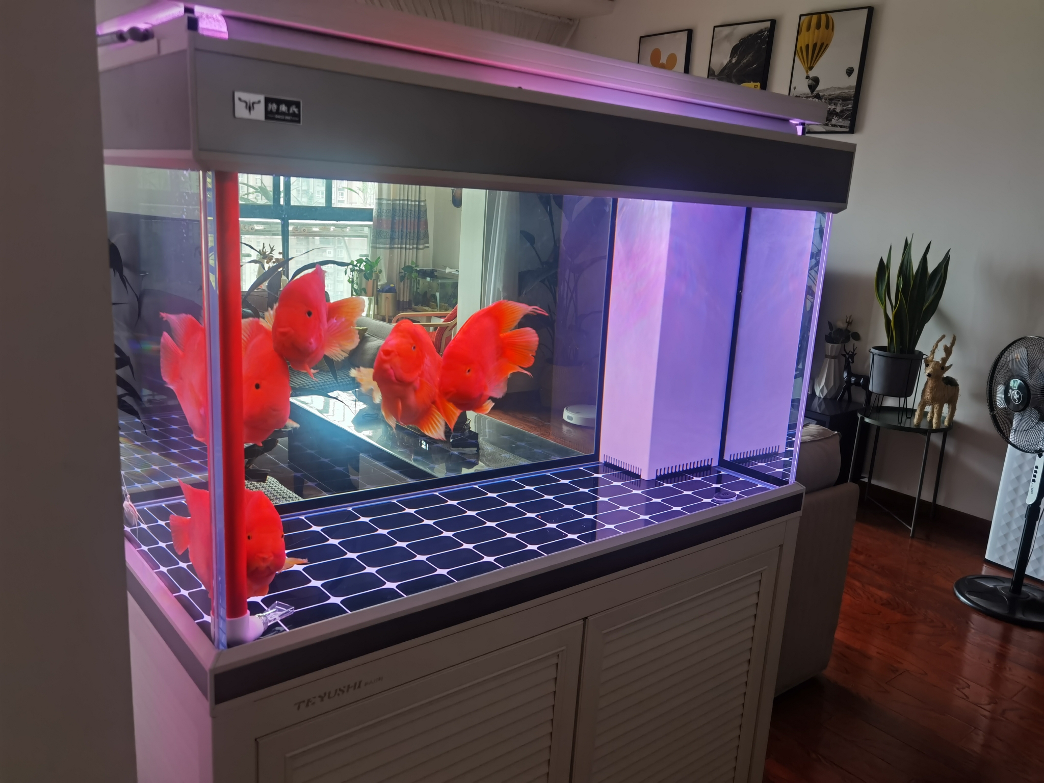 飼養熱帶魚的最佳溫度_熱帶魚飼養_飼養熱帶魚夜間開燈的作用