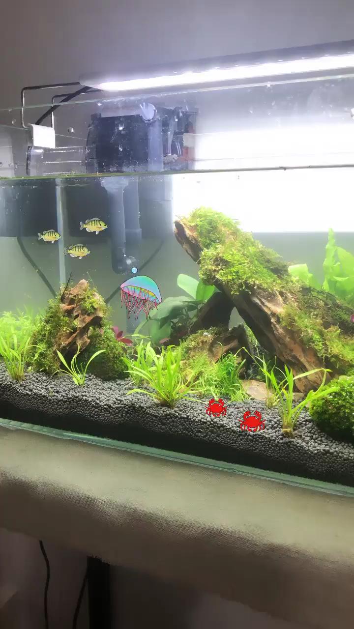 魚紅綠燈_紅綠燈魚_紅綠燈魚為什么變色了