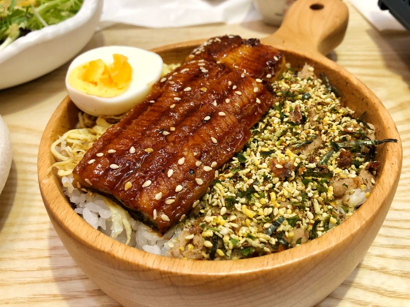 日本鰻鱺是什么綱_日本鰻鱺_日本鰻鱺生活史