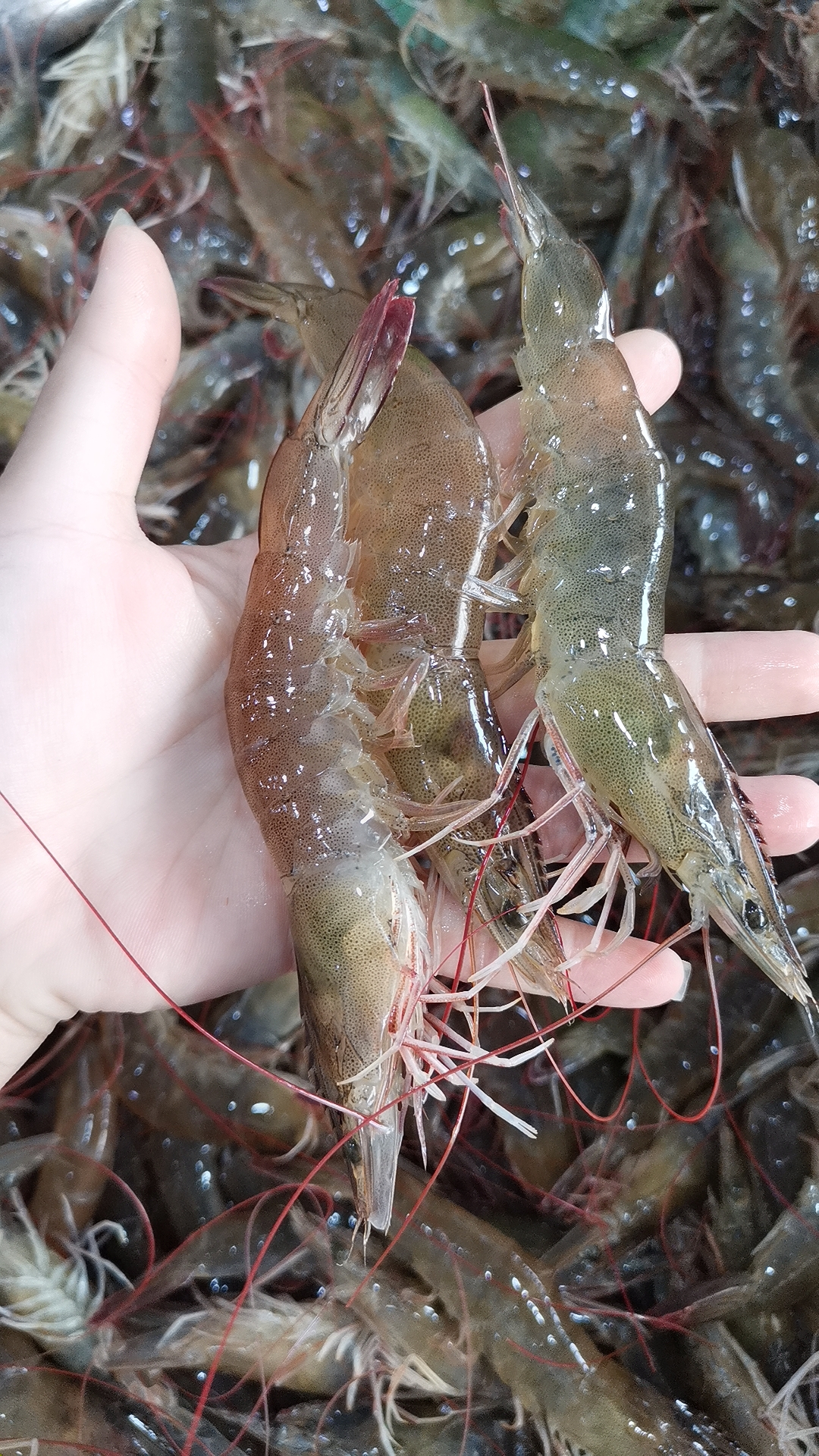 海釣魚餌制作教程_海釣的魚餌_海釣魚餌