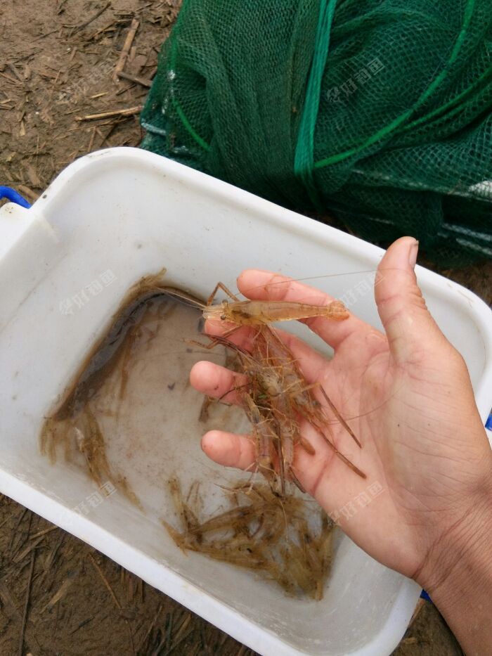 海釣的魚餌_海釣魚餌_海釣魚餌制作教程