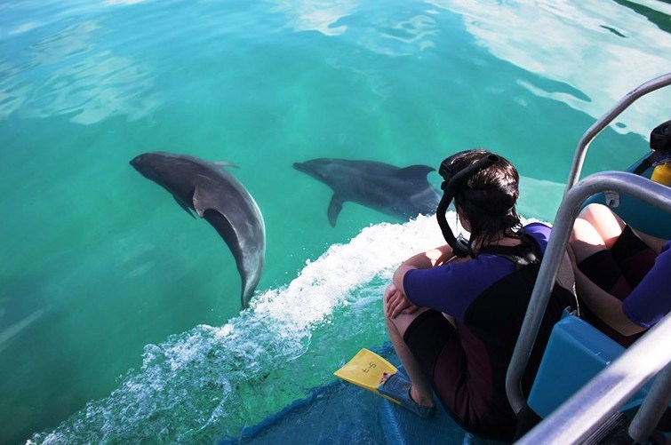 海豚救人視頻_海豚救人的真正原因_海豚救人
