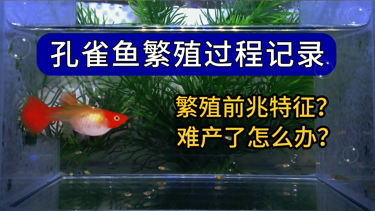 小孔雀魚生魚前有啥表現_孔雀魚生小魚之前有什么癥狀_孔雀魚生小魚前兆