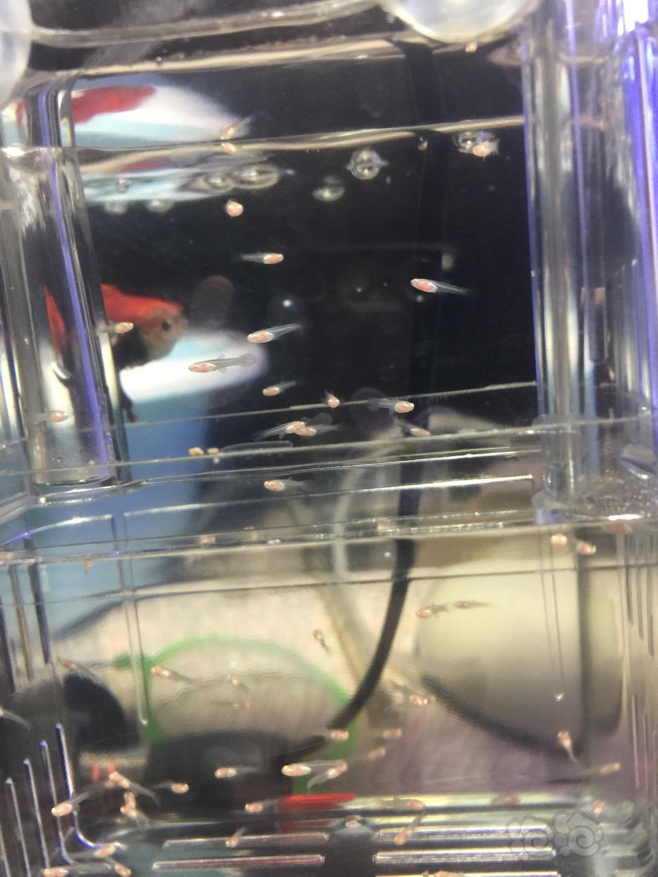 小孔雀魚生魚前有啥表現_孔雀魚生小魚前兆_孔雀魚生小魚之前有什么癥狀