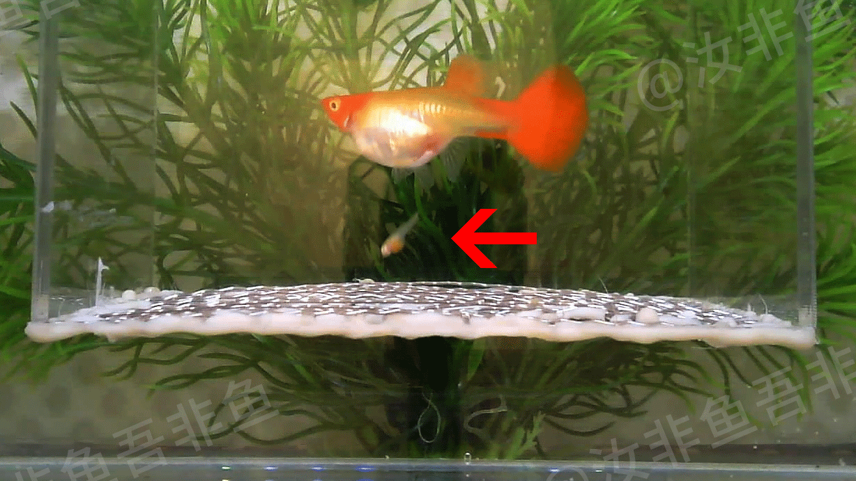 小孔雀魚生魚前有啥表現_孔雀魚生小魚前兆_孔雀魚生小魚之前有什么癥狀