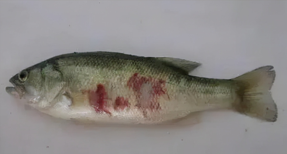 淡水石斑魚養殖前景_淡水石斑魚苗價格及養殖方法_淡水石斑魚苗批發價格