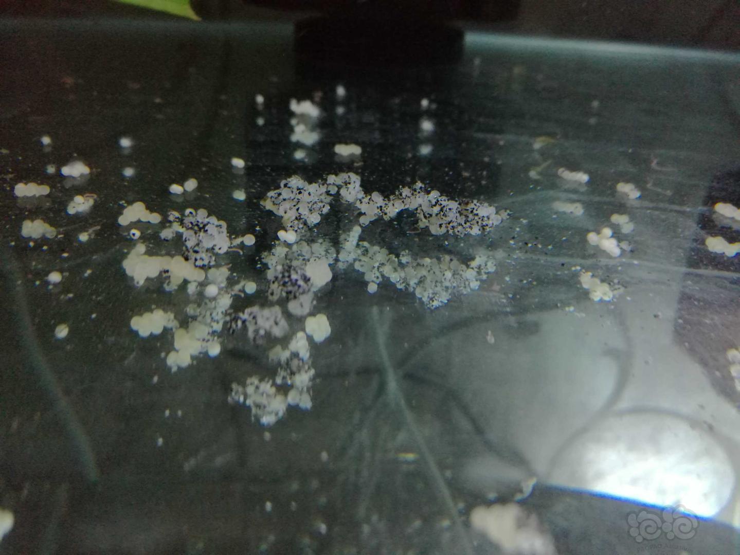 寶蓮燈魚的種類_寶蓮燈魚_寶蓮燈魚視頻欣賞
