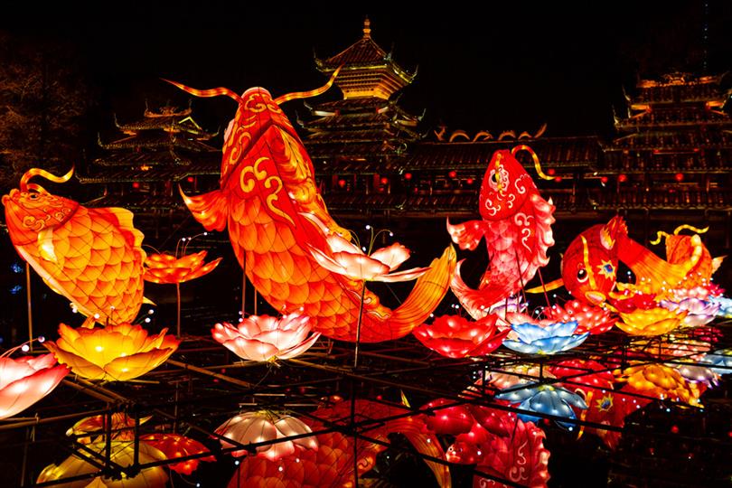 寶蓮燈魚_寶蓮燈魚視頻欣賞_燈魚寶蓮燈多少錢一條