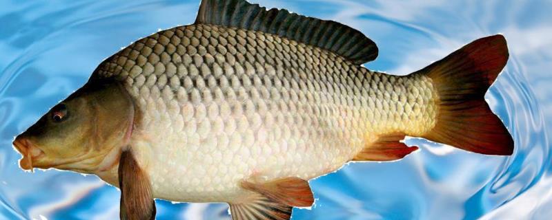 淡水魚有哪些_淡水魚有DHA嗎_淡水魚有營養價值嗎