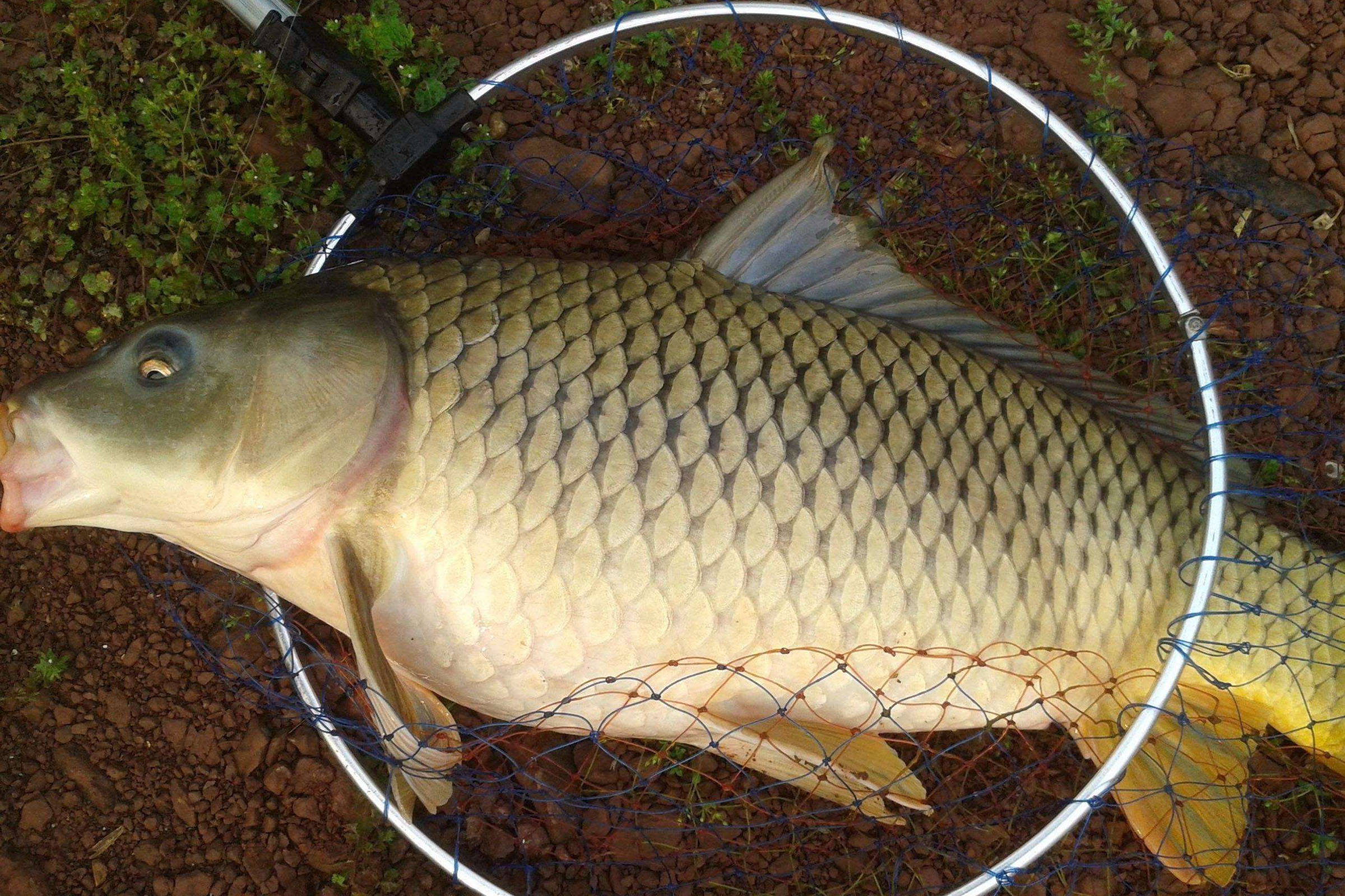 淡水魚有DHA嗎_淡水魚有哪些_淡水魚有營養價值嗎