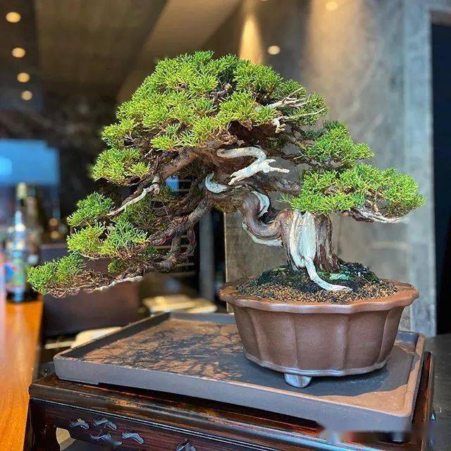 盆景、花卉、苗木的基本知識，你知道多少？