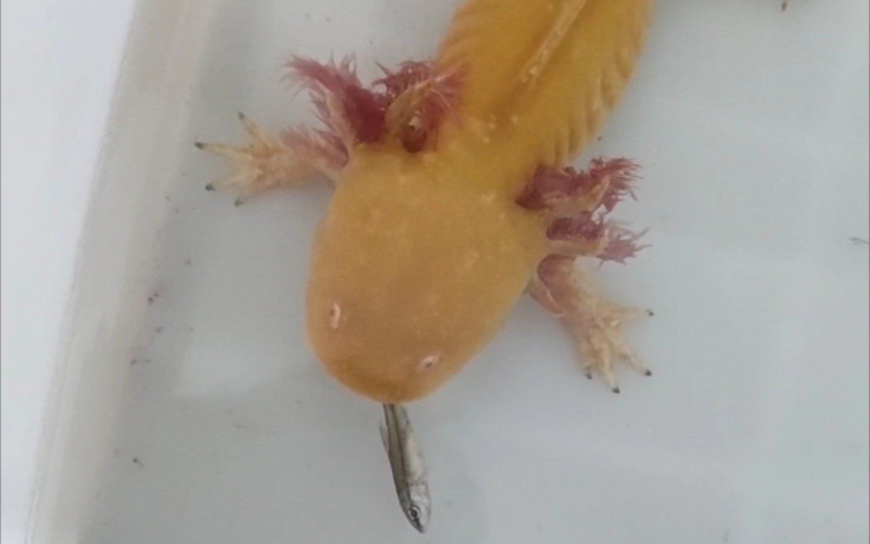 六角恐龍魚多少錢一條_別小齊開箱六角恐龍魚_六角恐龍魚值錢嗎