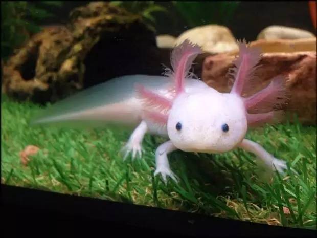 六角恐龍魚值錢嗎_別小齊開箱六角恐龍魚_六角恐龍魚多少錢一條
