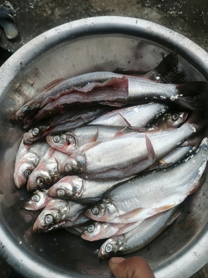 釣魚渾水用什么餌最好_渾水釣魚_釣魚渾水怎么釣