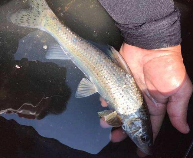 釣魚渾水用什么餌最好_渾水釣魚_釣魚渾水怎么釣