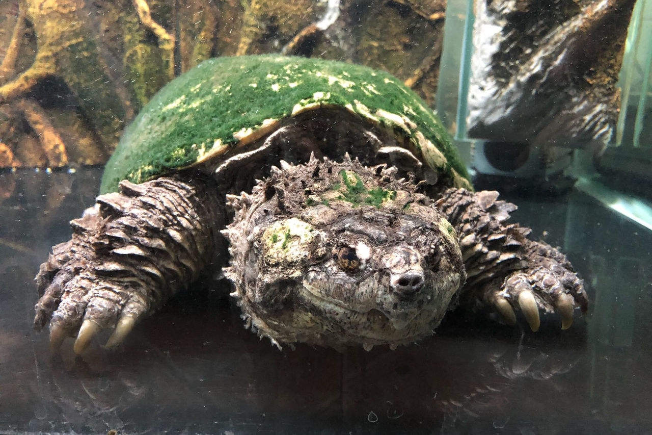 鱷龜的飼養_飼養鱷龜視頻_飼養鱷龜的正確方法