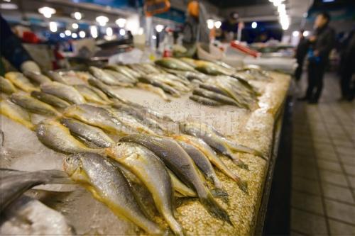 野生黃魚的作用_野生大黃魚_野生黃魚大概多少一斤