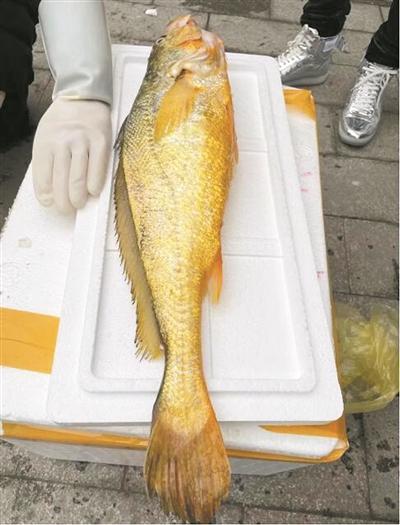 野生黃魚大概多少一斤_野生黃魚的作用_野生大黃魚