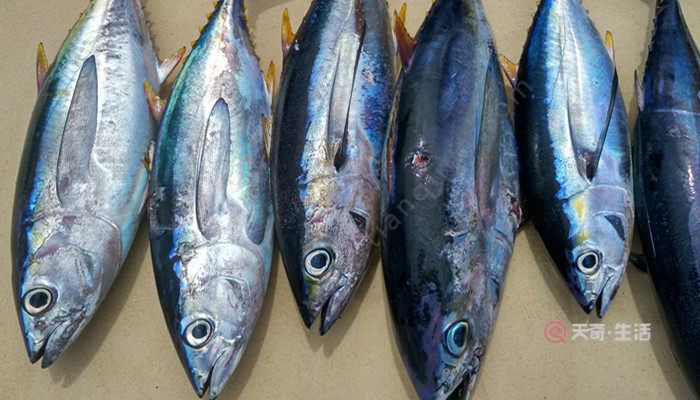 能不能吃藍鰭金槍魚生魚片？這個問題要拆解成2步