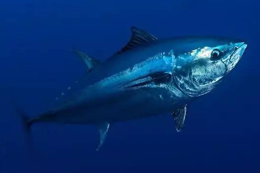 藍鰭金槍魚_藍鰭金槍魚auv_藍鰭金槍魚吃法
