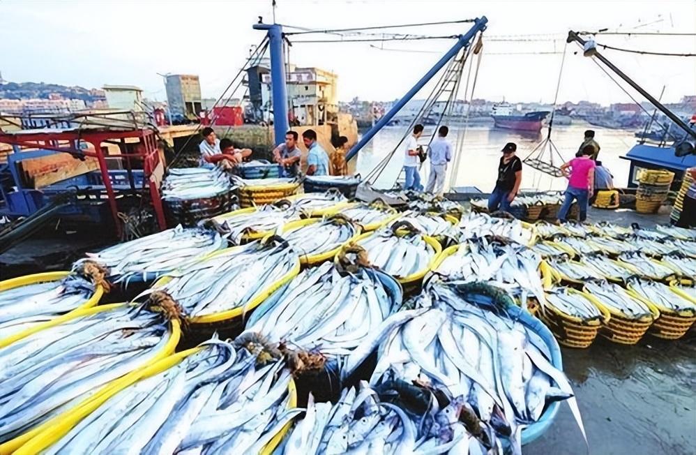 野生黃魚大豐收圖片_野生大黃魚_野生黃魚大小