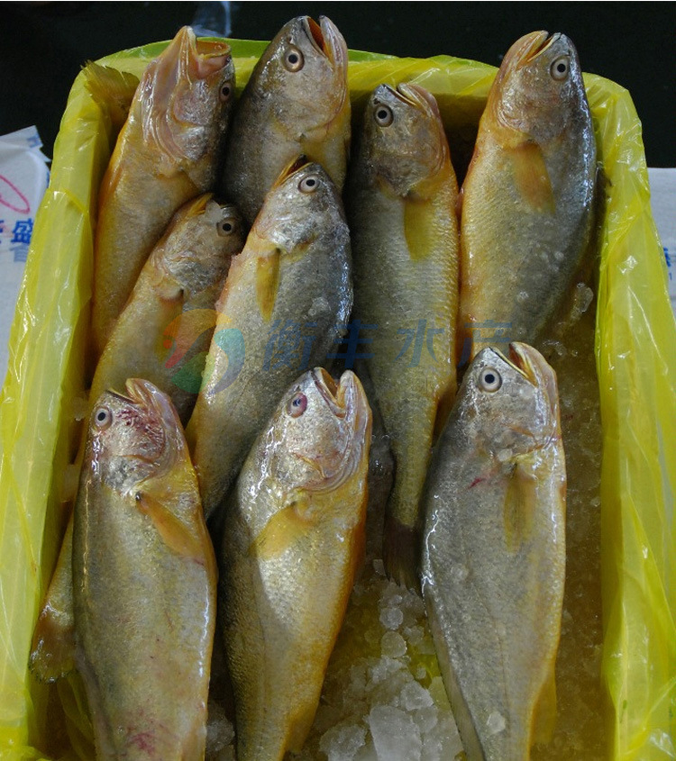 野生黃魚大小_野生黃魚大概多少一斤_野生大黃魚