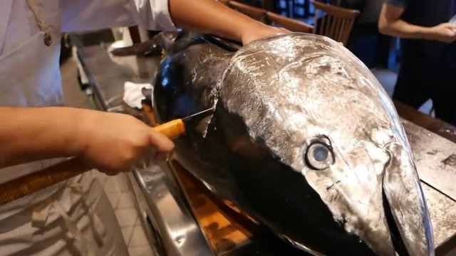 藍鰭金槍魚auv_藍鰭金槍魚_藍鰭金槍魚吃法