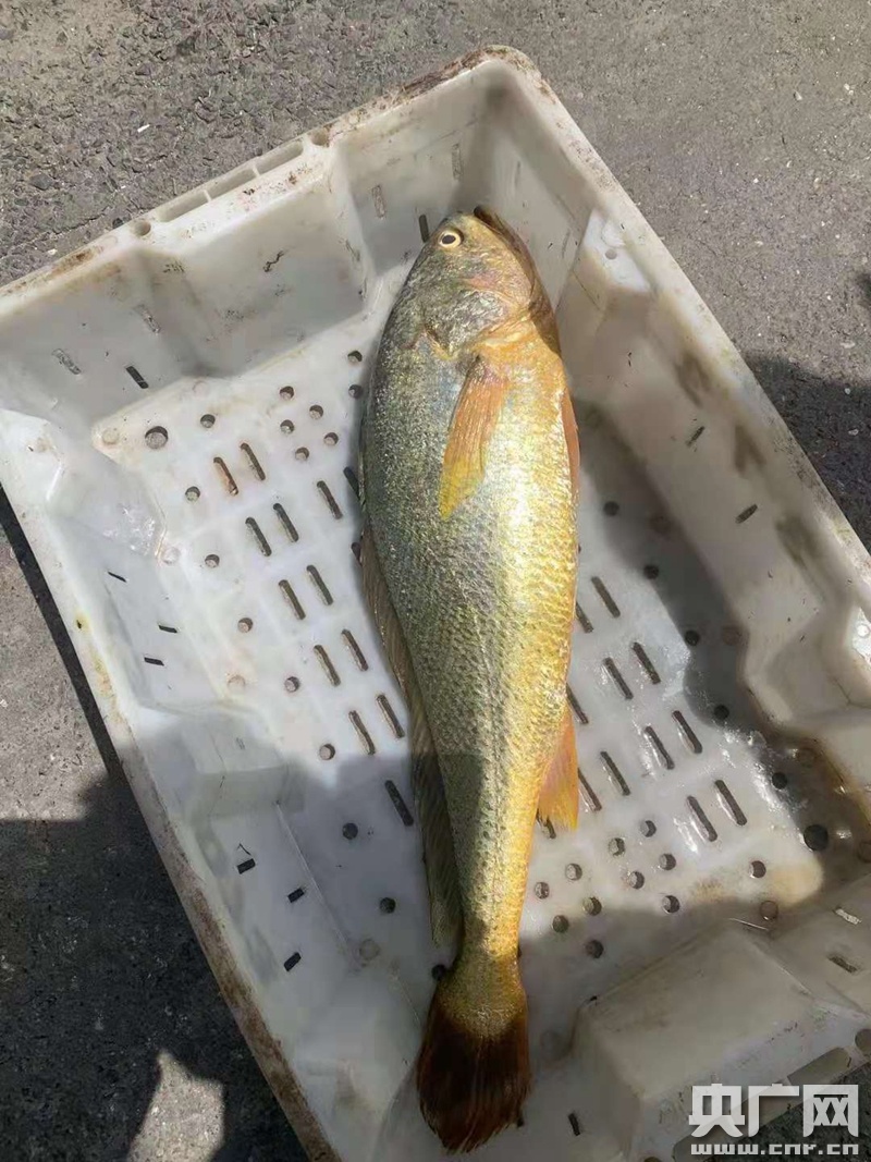 野生大黃魚_野生黃魚大豐收圖片_野生黃魚的作用