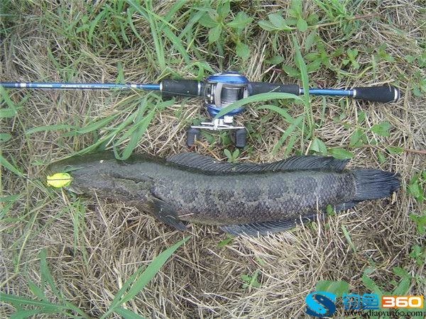 黑魚路亞竿用什么調性_路亞黑魚_黑魚路亞竿怎么選